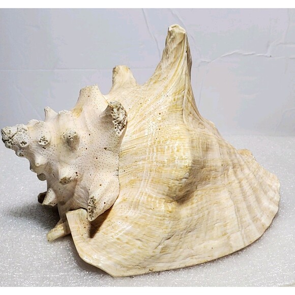 Large Natural Conch Shell 8.5” Pink Horned Seashell Beach Decor Pre-Owned - Picture 3 of 14